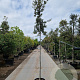Quercus ilex 180 cm stam 35L 6-8