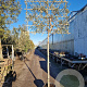 Quercus ilex 180 cm stam container 16-18 lei 180x120