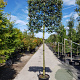 Quercus ilex 180 cm stam container 20-25 lei 150x120