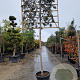 Quercus ilex 180 cm stam container 18-20 leiboom