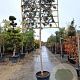 Quercus ilex 180 cm stam container 18-20 leiboom