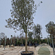 Quercus ilex 180 cm stam container 50-60
