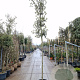 Quercus ilex 180 cm stam container 8-10