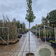Quercus ilex 180 cm stam container 8-10