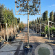 Quercus ilex 180 cm stam container Leivorm