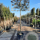 Quercus ilex 180 cm stam container Leivorm