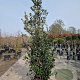 Quercus ilex 200-250 cm 35L