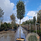 Quercus ilex 200 cm stam cont. 230L 20-25