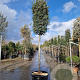 Quercus ilex 200 cm stam cont. 230L 20-25