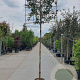 Quercus ilex 200 cm stam container 16-18 lei 150x150