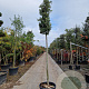 Quercus ilex 200 cm stam container 14-16 hoge lei