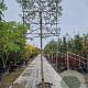 Quercus ilex 200 cm stam container 16-18