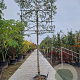 Quercus ilex 200 cm stam container 16-18