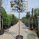 Quercus ilex 200 cm stam container 10-12 extra