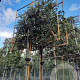 Quercus ilex 200 cm stam container 10-12 extra