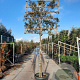 Quercus ilex 200 cm stam container 10-12 extra