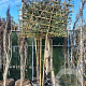 Quercus ilex 200 cm stam container 10-12 extra