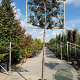 Quercus ilex 200 cm stam container 10-12 extra