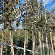 Quercus ilex 200 cm stam container leiboom