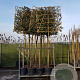 Quercus ilex 200 cm stam container leiboom