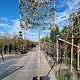 Quercus ilex 200 cm stam container leiboom