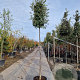 Quercus ilex 220 cm stam container 18-20 lei 150x120