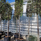 Quercus ilex 220 cm stam container 20-25