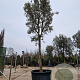 Quercus ilex 220 cm stam container 40-50