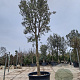 Quercus ilex 220 cm stam container 40-50