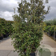 Quercus ilex 250-300 cm cont. 150L