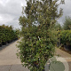 Quercus ilex 250-300 cm cont. 150L