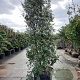 Quercus ilex 250-300 cm cont. 150L