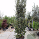 Quercus ilex 300-350 cm cont. 125L