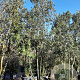 Quercus ilex 300-350 cm cont. 230L paraplu