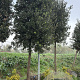 Quercus ilex 30-35 HO container