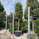 Quercus ilex 30-35 HO container