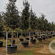 Quercus ilex 30-35 HO container