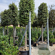Quercus ilex 30-35 HO container