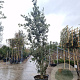 Quercus ilex 350-400 cm cont. 130L meerstammig