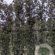 Quercus ilex 350-400 cm cont. 70L meerstammig