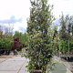 Quercus ilex 375-400 cm cont. 125L