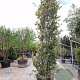 Quercus ilex 400-450 cm cont. 150L