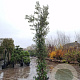 Quercus ilex 400-450 cm cont. 750L meerstammig