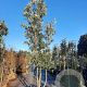 Quercus ilex 400-450 cm container struik