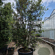 Quercus ilex 450-500 cm cont. 500L meerstammig