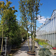 Quercus ilex 450-500 cm container paraplu