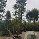 Quercus ilex 450-500 cm container paraplu