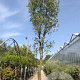 Quercus ilex 500-550 cm container