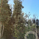 Quercus ilex 600-700 cm cont. 500L