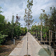 Quercus ilex 6-8 HO 35L